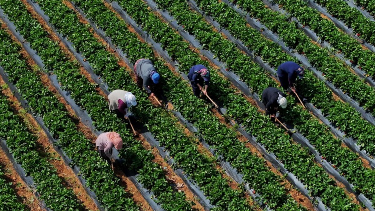 Çiftçilere 5,5 milyar lira destek ödemesi bugün yapılacak